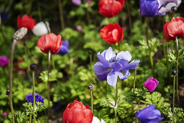 포토 JPG 주간 꽃밭 봄꽃 사람없음 야외 봄풍경 양귀비 감성 과천 국내포토 자연요소 꽃 컨셉 풍경 봄 경기도 파일형식