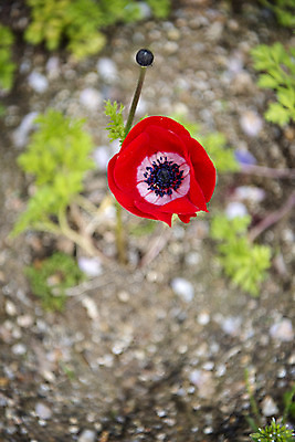 포토 JPG 주간 꽃밭 봄꽃 사람없음 야외 아웃포커스 하이앵글 봄풍경 양귀비 감성 과천 국내포토 자연요소 꽃 뷰포인트 컨셉 촬영기법 풍경 봄 경기도 파일형식