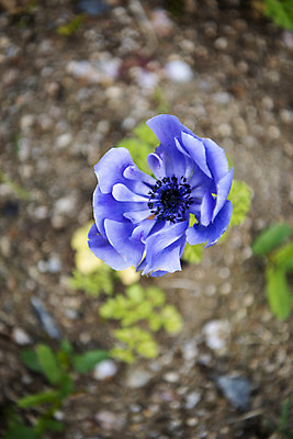 포토 JPG 주간 꽃밭 봄꽃 사람없음 야외 아웃포커스 하이앵글 봄풍경 양귀비 감성 과천 국내포토 자연요소 꽃 뷰포인트 컨셉 촬영기법 풍경 봄 경기도 파일형식