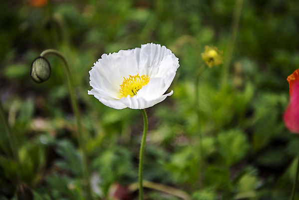 포토 JPG 주간 꽃밭 봄꽃 사람없음 야외 아웃포커스 봄풍경 양귀비 감성 과천 국내포토 자연요소 꽃 컨셉 촬영기법 풍경 봄 경기도 파일형식