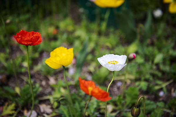 포토 JPG 주간 꽃밭 봄꽃 사람없음 야외 아웃포커스 봄풍경 양귀비 감성 과천 국내포토 자연요소 꽃 컨셉 촬영기법 풍경 봄 경기도 파일형식
