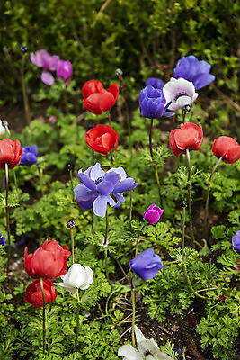 포토 JPG 주간 꽃밭 봄꽃 사람없음 야외 봄풍경 양귀비 감성 과천 국내포토 자연요소 꽃 컨셉 풍경 봄 경기도 파일형식