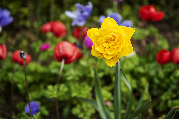 포토 JPG 주간 꽃밭 봄꽃 사람없음 야외 봄풍경 감성 과천 국내포토 자연요소 꽃 컨셉 풍경 봄 경기도 파일형식