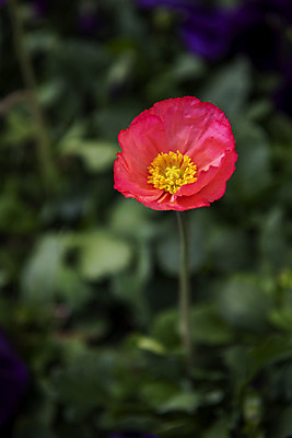 포토 JPG 주간 꽃밭 봄꽃 사람없음 야외 아웃포커스 봄풍경 양귀비 감성 과천 국내포토 자연요소 꽃 컨셉 촬영기법 풍경 봄 경기도 파일형식
