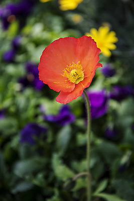 포토 JPG 주간 꽃밭 봄꽃 사람없음 야외 아웃포커스 봄풍경 양귀비 감성 과천 국내포토 자연요소 꽃 컨셉 촬영기법 풍경 봄 경기도 파일형식