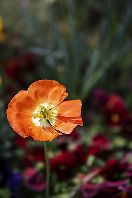 포토 JPG 주간 꽃밭 봄꽃 사람없음 야외 아웃포커스 봄풍경 양귀비 감성 과천 국내포토 자연요소 꽃 컨셉 촬영기법 풍경 봄 경기도 파일형식
