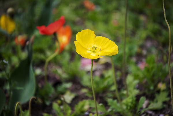 포토 JPG 주간 꽃밭 봄꽃 사람없음 야외 아웃포커스 봄풍경 양귀비 감성 과천 국내포토 자연요소 꽃 컨셉 촬영기법 풍경 봄 경기도 파일형식