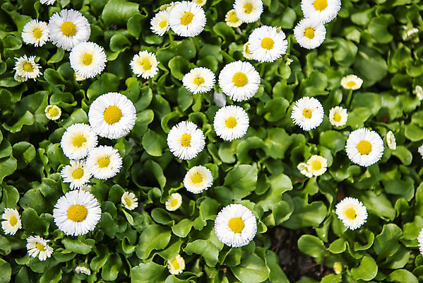 포토 JPG 주간 꽃밭 봄꽃 사람없음 야외 봄풍경 감성 과천 국내포토 자연요소 꽃 컨셉 풍경 봄 경기도 파일형식