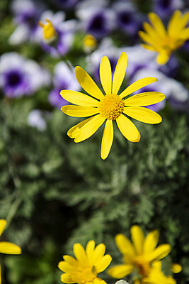 포토 JPG 주간 꽃밭 봄꽃 근접촬영 사람없음 야외 아웃포커스 봄풍경 감성 과천 국내포토 자연요소 꽃 뷰포인트 컨셉 촬영기법 풍경 봄 경기도 파일형식