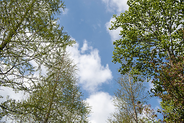 포토 JPG 주간 나무 구름 하늘 사람없음 야외 봄풍경 감성 과천 국내포토 자연요소 식물 컨셉 풍경 봄 경기도 파일형식