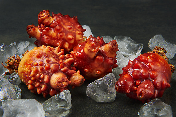 포토 JPG 스튜디오촬영 음식 검은배경 실내 근접촬영 사람없음 얼음 해산물 멍게 국내포토 자연요소 뷰포인트 백그라운드 내부 검은색 바다동물 파일형식