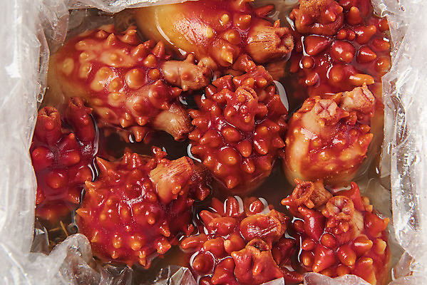 포토 JPG 스튜디오촬영 음식 포장 비닐봉투 실내 근접촬영 사람없음 하이앵글 해산물 담기 멍게 국내포토 뷰포인트 모션 봉투 내부 바다동물 파일형식