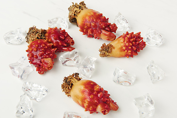 포토 JPG 스튜디오촬영 음식 실내 사람없음 얼음 해산물 흰배경 멍게 국내포토 자연요소 백그라운드 내부 바다동물 흰색 파일형식