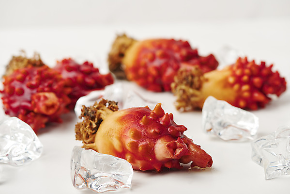 포토 JPG 스튜디오촬영 음식 실내 사람없음 아웃포커스 얼음 해산물 흰배경 멍게 국내포토 자연요소 백그라운드 촬영기법 내부 바다동물 흰색 파일형식