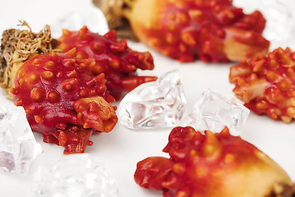 포토 JPG 스튜디오촬영 음식 실내 근접촬영 사람없음 아웃포커스 얼음 해산물 흰배경 멍게 국내포토 자연요소 뷰포인트 백그라운드 촬영기법 내부 바다동물 흰색 파일형식