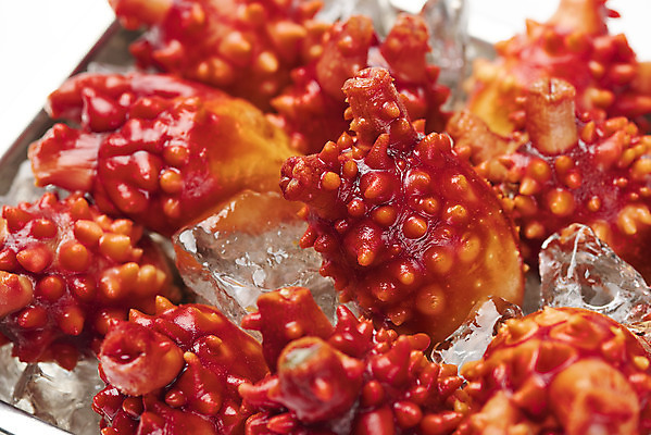 포토 JPG 스튜디오촬영 음식 실내 근접촬영 사람없음 얼음 해산물 흰배경 담기 멍게 국내포토 자연요소 뷰포인트 백그라운드 모션 내부 바다동물 흰색 파일형식