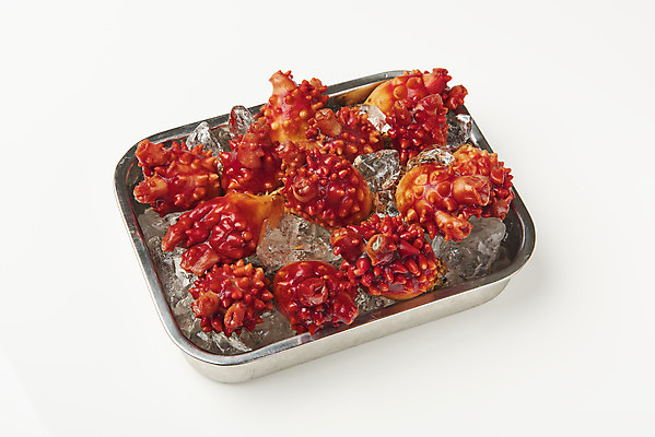 포토 JPG 스튜디오촬영 그릇 음식 실내 사람없음 얼음 해산물 흰배경 담기 멍게 국내포토 자연요소 식기 백그라운드 모션 내부 바다동물 흰색 파일형식