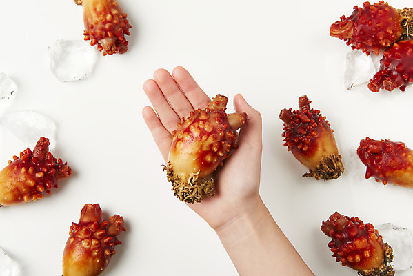 포토 JPG 스튜디오촬영 손 음식 실내 들기 신체부위 하이앵글 얼음 해산물 흰배경 멍게 국내포토 자연요소 뷰포인트 백그라운드 모션 사람 내부 바다동물 흰색 파일형식