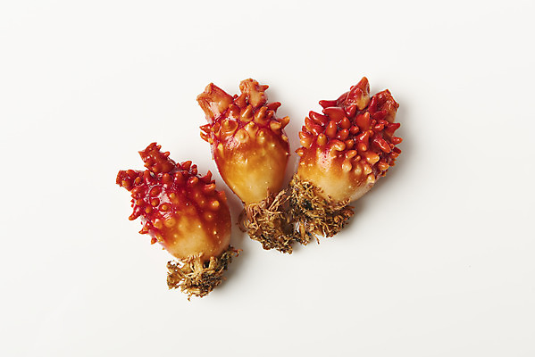 포토 JPG 스튜디오촬영 음식 실내 사람없음 하이앵글 해산물 흰배경 멍게 국내포토 뷰포인트 백그라운드 내부 바다동물 흰색 파일형식