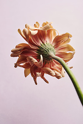 포토 JPG 스튜디오촬영 한송이 실내 사람없음 감성 거베라 분홍색배경 국내포토 1 꽃 분홍색 백그라운드 컨셉 내부 송이 파일형식