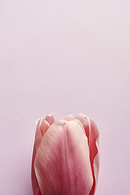 포토 JPG 스튜디오촬영 한송이 실내 근접촬영 사람없음 튤립 감성 분홍색배경 국내포토 1 꽃 뷰포인트 분홍색 백그라운드 컨셉 내부 송이 파일형식