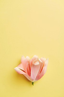 포토 JPG 스튜디오촬영 꽃 한송이 실내 사람없음 감성 노란배경 국내포토 식물 1 백그라운드 컨셉 내부 노란색 송이 파일형식