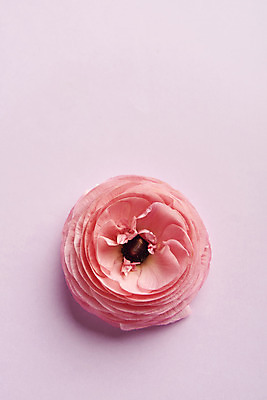 포토 JPG 스튜디오촬영 한송이 실내 사람없음 하이앵글 감성 라넌큘러스 분홍색배경 국내포토 1 꽃 뷰포인트 분홍색 백그라운드 컨셉 내부 송이 파일형식