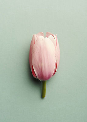 포토 JPG 스튜디오촬영 한송이 실내 사람없음 튤립 감성 민트색배경 국내포토 1 꽃 백그라운드 컨셉 내부 송이 민트색 파일형식