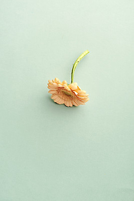 포토 JPG 스튜디오촬영 한송이 실내 사람없음 감성 거베라 민트색배경 국내포토 1 꽃 백그라운드 컨셉 내부 송이 민트색 파일형식