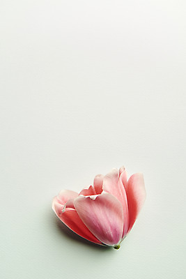 포토 JPG 스튜디오촬영 꽃 한송이 실내 사람없음 감성 민트색배경 국내포토 식물 1 백그라운드 컨셉 내부 송이 민트색 파일형식