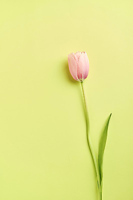 포토 JPG 스튜디오촬영 잎 한송이 실내 사람없음 튤립 감성 초록배경 국내포토 식물 1 꽃 백그라운드 컨셉 내부 초록색 송이 파일형식