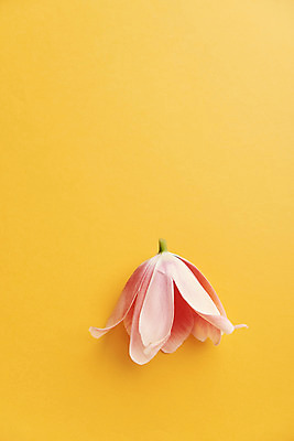 포토 JPG 스튜디오촬영 꽃 한송이 실내 사람없음 감성 노란배경 국내포토 식물 1 백그라운드 컨셉 내부 노란색 송이 파일형식