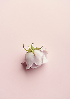 포토 JPG 스튜디오촬영 한송이 실내 사람없음 장미 감성 분홍색배경 국내포토 1 꽃 분홍색 백그라운드 컨셉 내부 송이 파일형식