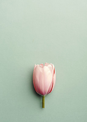 포토 JPG 스튜디오촬영 한송이 실내 사람없음 튤립 감성 민트색배경 국내포토 1 꽃 백그라운드 컨셉 내부 송이 민트색 파일형식