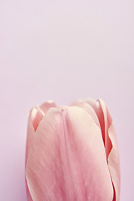 포토 JPG 스튜디오촬영 한송이 실내 근접촬영 사람없음 튤립 감성 분홍색배경 국내포토 1 꽃 뷰포인트 분홍색 백그라운드 컨셉 내부 송이 파일형식