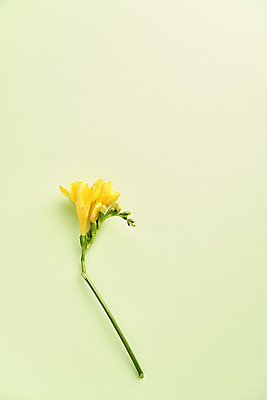 포토 JPG 스튜디오촬영 한송이 실내 사람없음 감성 프리지어 초록배경 국내포토 1 꽃 백그라운드 컨셉 내부 초록색 송이 파일형식