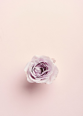 포토 JPG 스튜디오촬영 한송이 실내 사람없음 하이앵글 장미 감성 분홍색배경 국내포토 1 꽃 뷰포인트 분홍색 백그라운드 컨셉 내부 송이 파일형식