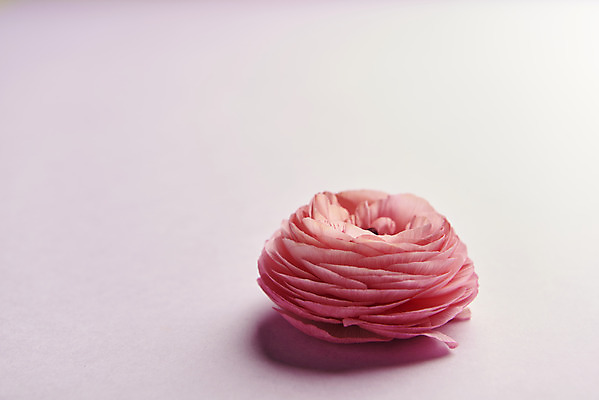 포토 JPG 스튜디오촬영 한송이 실내 사람없음 감성 라넌큘러스 보라색배경 국내포토 1 꽃 백그라운드 컨셉 내부 보라색 송이 파일형식