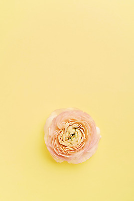 포토 JPG 스튜디오촬영 한송이 실내 사람없음 하이앵글 감성 라넌큘러스 노란배경 국내포토 1 꽃 뷰포인트 백그라운드 컨셉 내부 노란색 송이 파일형식