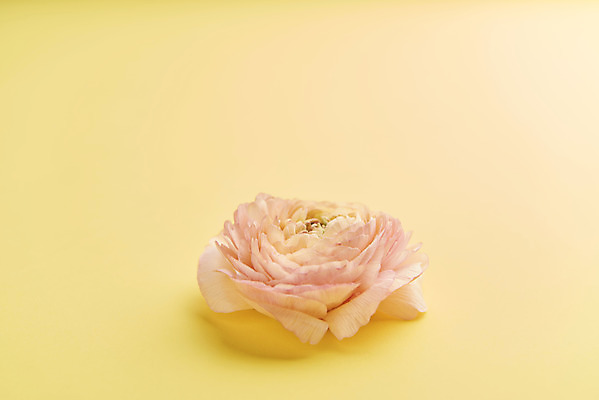 포토 JPG 스튜디오촬영 한송이 실내 사람없음 감성 라넌큘러스 노란배경 국내포토 1 꽃 백그라운드 컨셉 내부 노란색 송이 파일형식