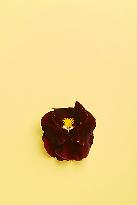 포토 JPG 스튜디오촬영 한송이 실내 사람없음 하이앵글 감성 팬지 노란배경 국내포토 1 꽃 뷰포인트 백그라운드 컨셉 내부 노란색 송이 파일형식