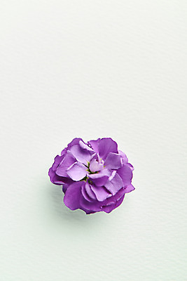 포토 JPG 스튜디오촬영 꽃 한송이 실내 사람없음 하이앵글 감성 민트색배경 국내포토 식물 1 뷰포인트 백그라운드 컨셉 내부 송이 민트색 파일형식