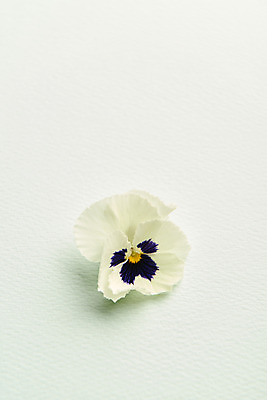 포토 JPG 스튜디오촬영 한송이 실내 사람없음 감성 팬지 민트색배경 국내포토 1 꽃 백그라운드 컨셉 내부 송이 민트색 파일형식