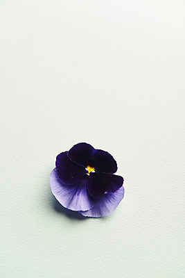 포토 JPG 스튜디오촬영 한송이 실내 사람없음 감성 팬지 민트색배경 국내포토 1 꽃 백그라운드 컨셉 내부 송이 민트색 파일형식