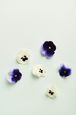 포토 JPG 스튜디오촬영 실내 사람없음 하이앵글 감성 팬지 민트색배경 국내포토 꽃 뷰포인트 백그라운드 컨셉 내부 민트색 파일형식