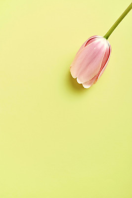 포토 JPG 스튜디오촬영 한송이 실내 사람없음 튤립 감성 초록배경 국내포토 1 꽃 백그라운드 컨셉 내부 초록색 송이 파일형식