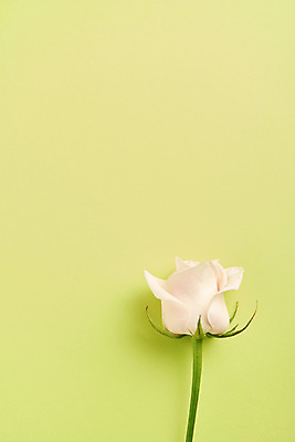 포토 JPG 스튜디오촬영 한송이 실내 사람없음 장미 감성 초록배경 국내포토 1 꽃 백그라운드 컨셉 내부 초록색 송이 파일형식