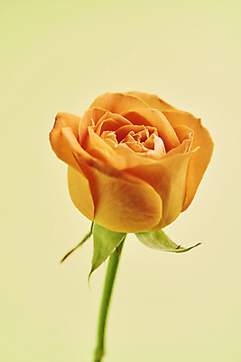 포토 JPG 스튜디오촬영 한송이 실내 근접촬영 사람없음 장미 감성 초록배경 국내포토 1 꽃 뷰포인트 백그라운드 컨셉 내부 초록색 송이 파일형식