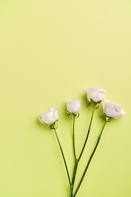 포토 JPG 스튜디오촬영 실내 사람없음 장미 감성 초록배경 국내포토 꽃 백그라운드 컨셉 내부 초록색 파일형식