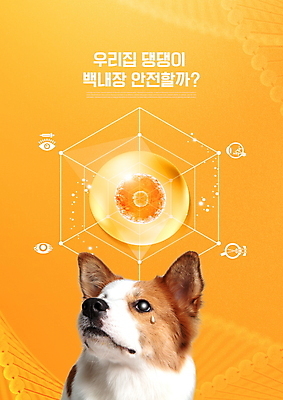 PSD 편집이미지 한마리 반려견 건강 타이포그라피 사람없음 주황색 강아지 눈물 육각형 보더콜리 동물라이프 반려 백내장 이미지편집 도형 동물 문자 1 라이프스타일 감정 컬러 반려동물 개 질병 콜리 파일형식